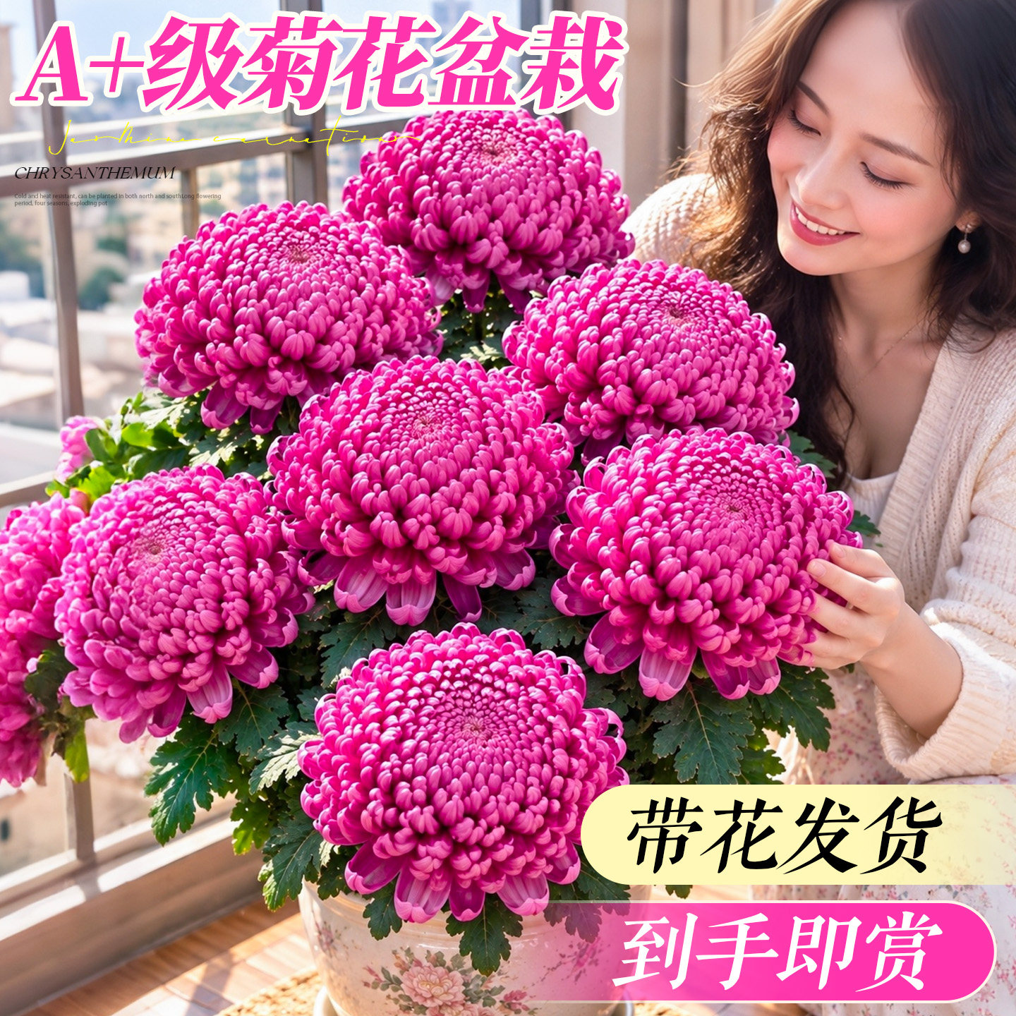 菊花盆栽带花苞球菊特大绿植国华大菊花苗室内盆栽四季好养开花