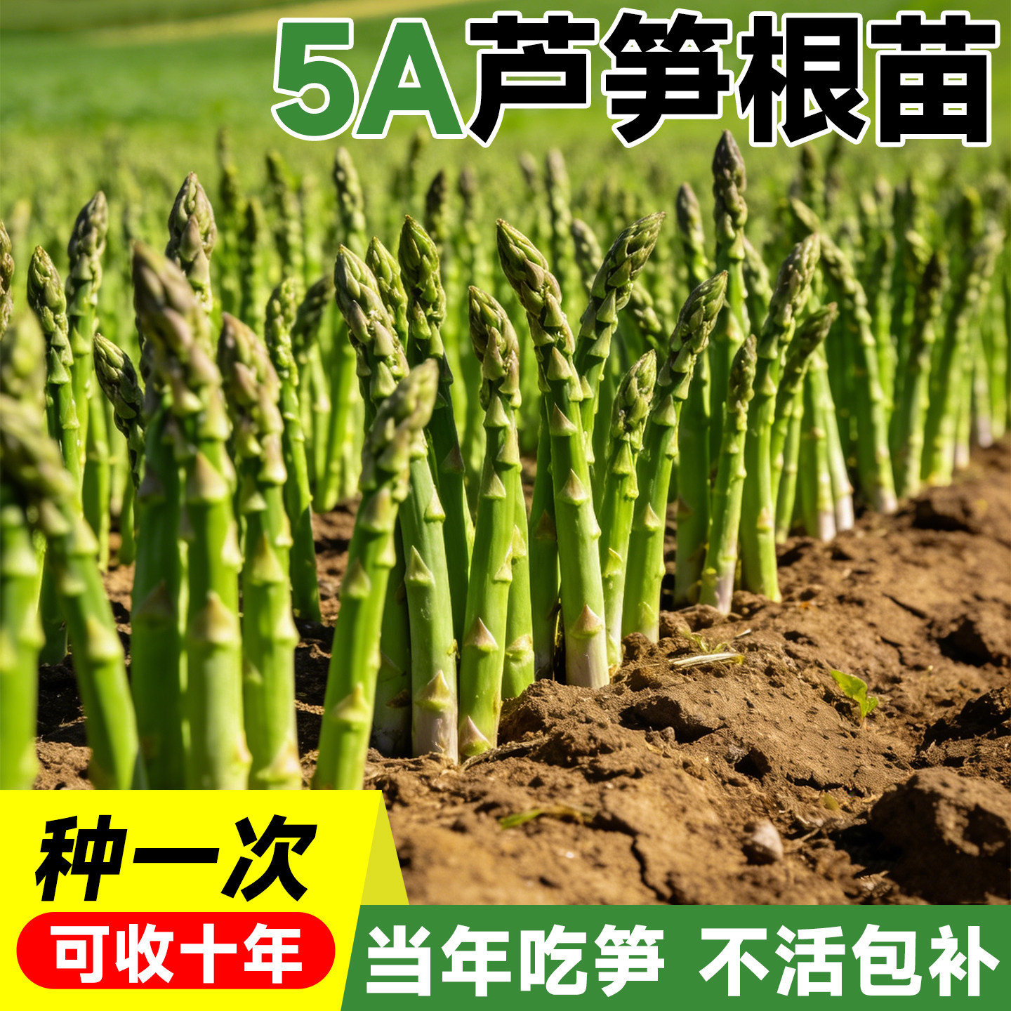 芦笋根苗带土种苗新鲜批发四季种籽抗热耐寒卢笋阳台盆栽蔬菜秧苗