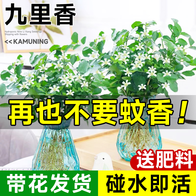 九里香水培植物盆栽室内桌面适合懒人养的好养花卉四季驱蚊绿植禄