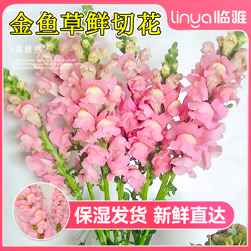 精选金鱼草鲜花各色鲜切花紫罗兰大花飞燕草送人云南基地直发花材