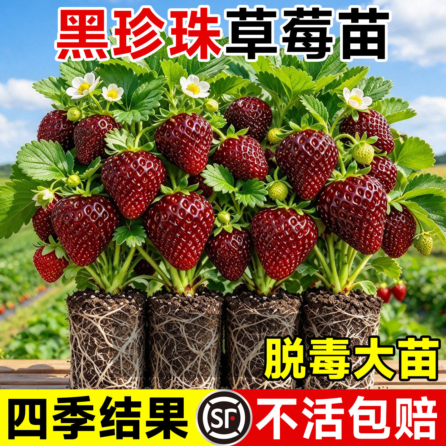 黑珍珠草莓苗秧穴盘苗优质高产种苗四季结果玄玉盆栽奶油红颜脱毒