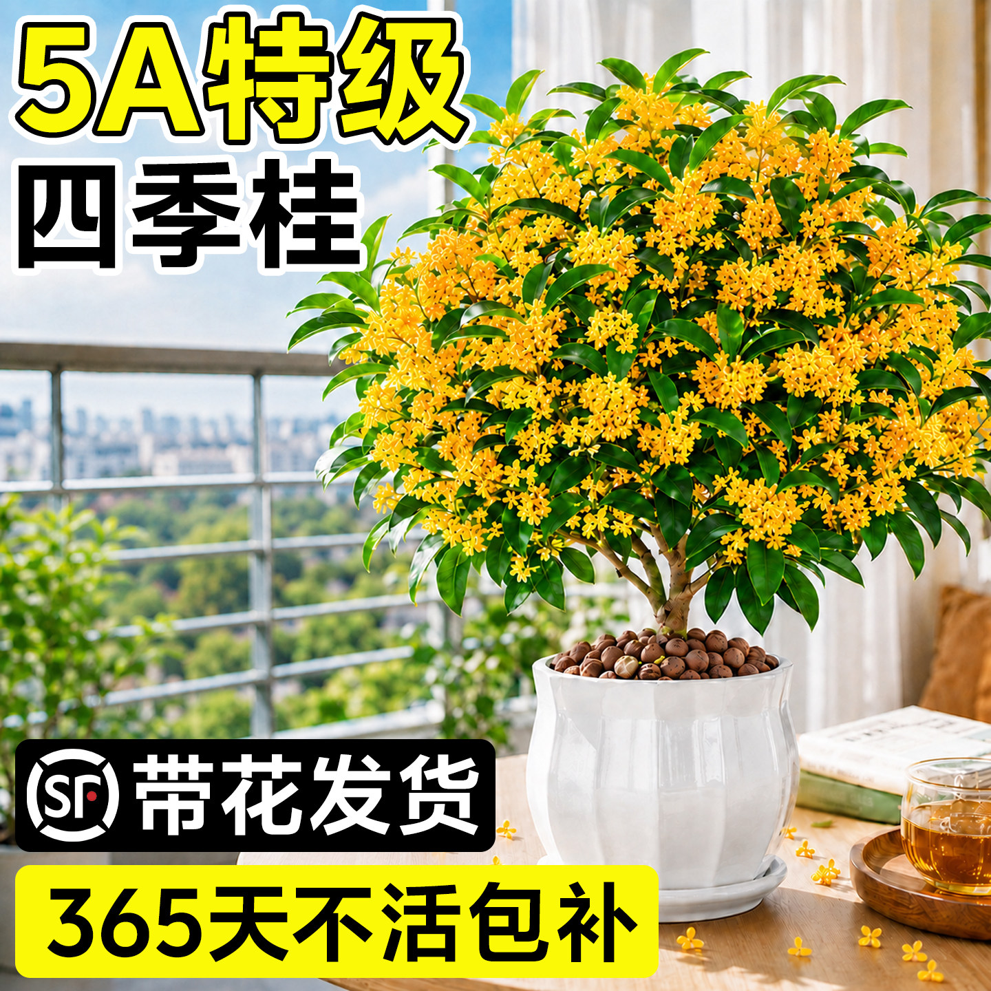 四季桂花盆栽爆花不断四季花期图片