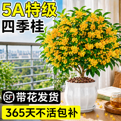 【开花爆满】四季桂花盆栽树苗