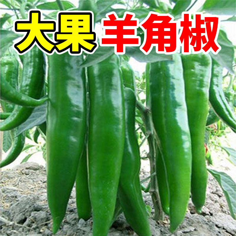 临雅薄皮泡椒辣椒种子
