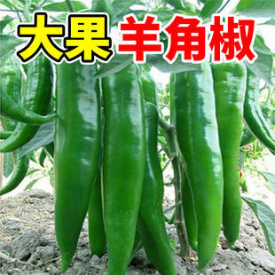 羊角辣椒种子大果高产农家蔬菜羊角椒种籽种孑薄皮辣椒螺丝椒秧苗