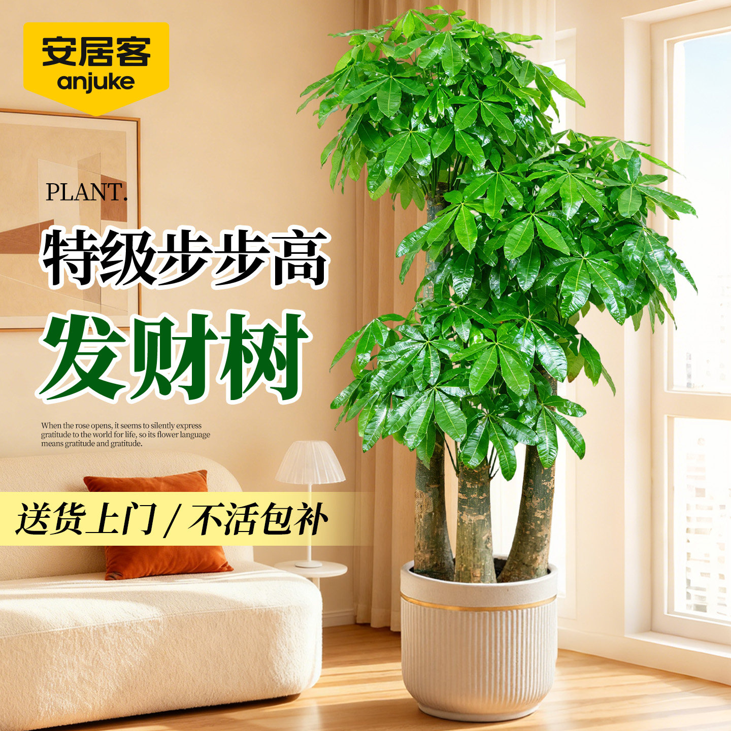 安居客步步高发财树三杆原生客厅盆栽大型绿植乔迁办公室开业送礼
