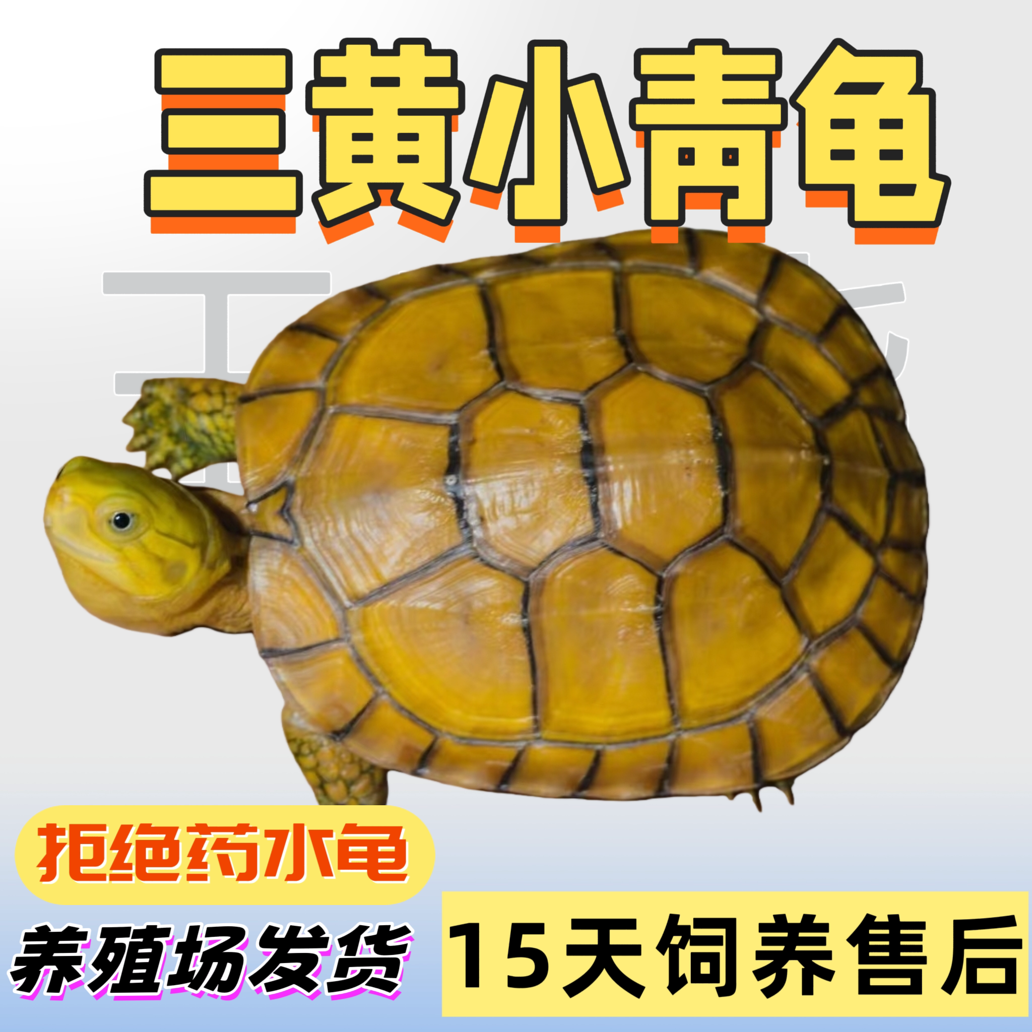 小青龟乌龟黄喉拟水龟苗北石微笑龟招财龟宠物龟小龟健康认主包邮