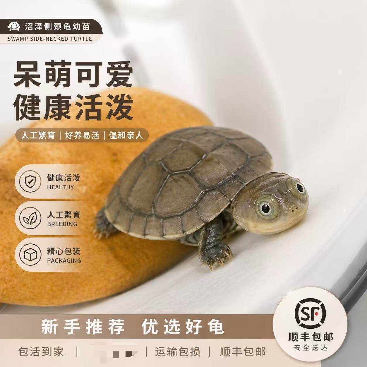 西非侧颈龟活体沼泽龟深水龟宠物龟观赏龟互动龟新手好养顺丰发货