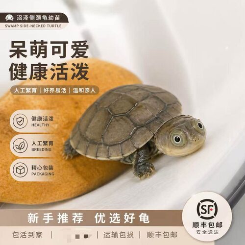 仰泳小乌龟还能倒立新手好养