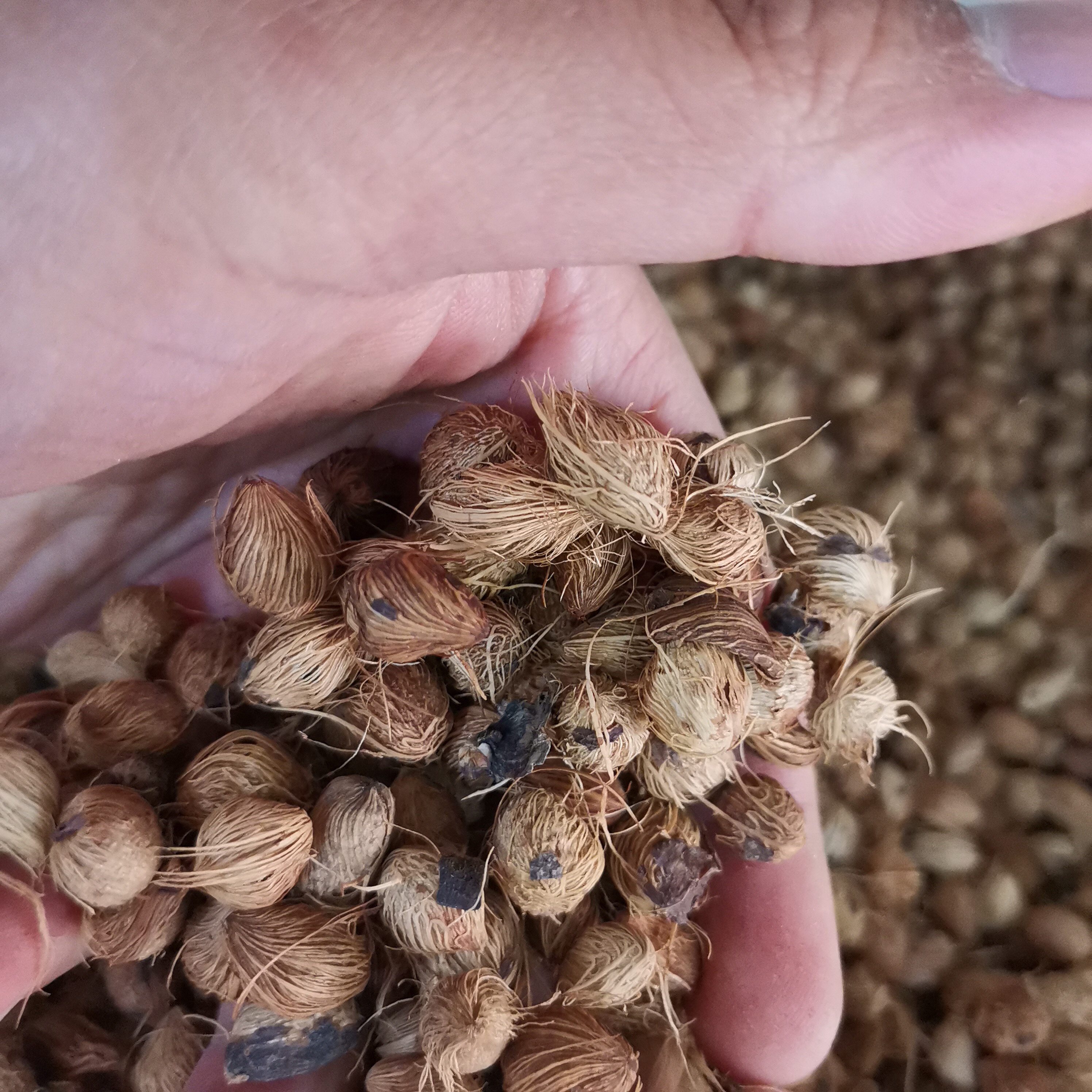 散装散尾葵种子 黄椰子种子 凤尾竹 紫葵 盆栽种子 林木种子