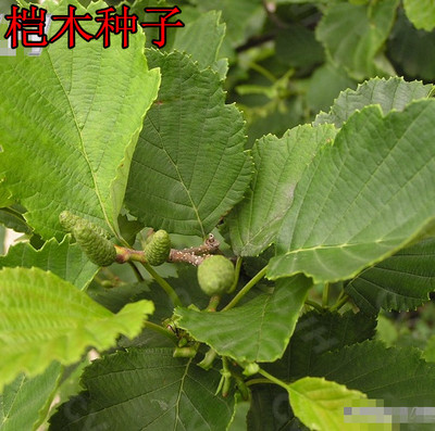 新采摘江南桤木种子 四川桤木 红桤木 中草药材正品苗木种子包邮