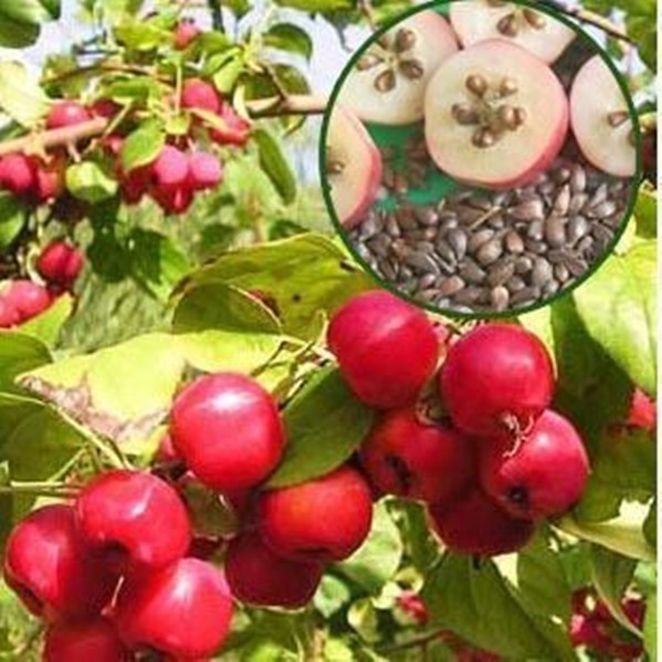 八棱海棠树种子净籽嫁接苹果树果树种子砧木种子北美西府垂丝海棠