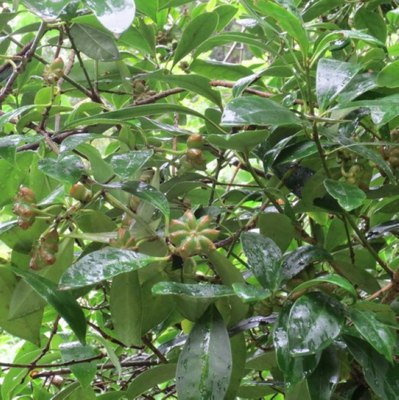 散装大茴香种子 八角茴香大茴香八角 八角树八角种子包邮