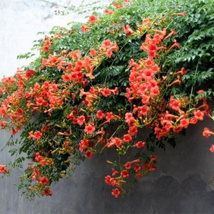 凌霄花苗盆栽护栏炮仗花庭院绿化攀援花卉爬墙爬藤开花植物爬山虎
