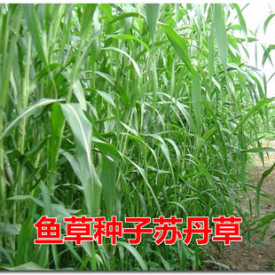 苏丹草种子 高丹草草籽 牧草种籽鱼草种籽 养殖 牛羊猪 畜牧草