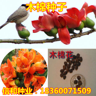 木棉花种子 美丽异木棉种子乔木种子南方树种 绿化苗木种子