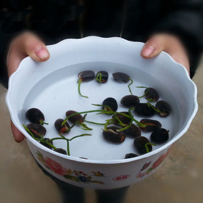 四季碗莲种子已开口水培植物睡莲水生花植物荷花种子盆栽绿植花卉