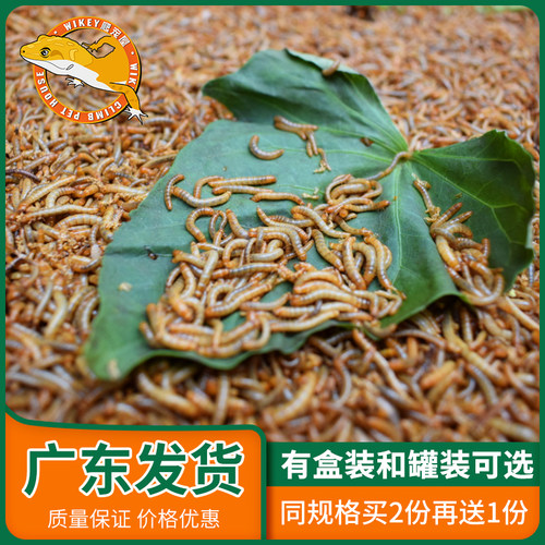 面包虫黄粉虫鲜活wikey买二送一