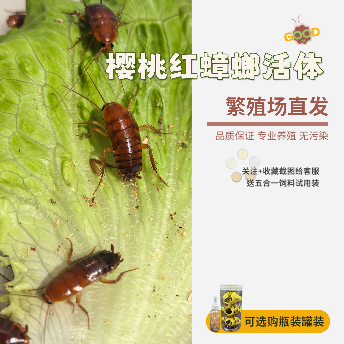 樱桃蟑螂活体饲料爬虫食物守宫