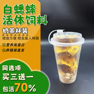 白蟋蟀活体饲料针头龙鱼角蛙守宫蜥蜴蜘蛛鸟食爬虫活食各种规格