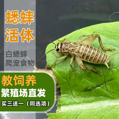 食物蟋蟀活体蛐蛐蜥蜴守宫鬃狮