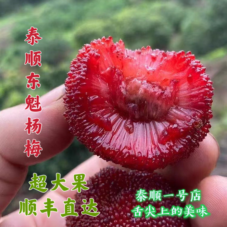 正宗温州泰顺东魁杨梅大果每颗约30克独立包装现摘现发顺丰包邮