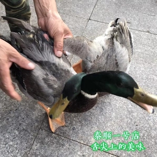 水鸭子公鸭土鸭农家散养麻鸭草鸭老鸭汤鲜美 顺丰包邮 泰顺特产