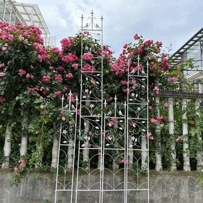 山乌龟月季铁线莲花架爬藤架植物攀爬支架花园围栏栅栏户外铁艺