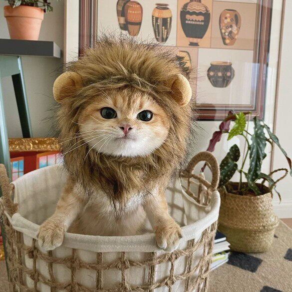猫咪狮子头套兔子耳朵帽子抖音搞笑头饰宠物可爱搞怪配饰头饰变装怎么样,好用不?