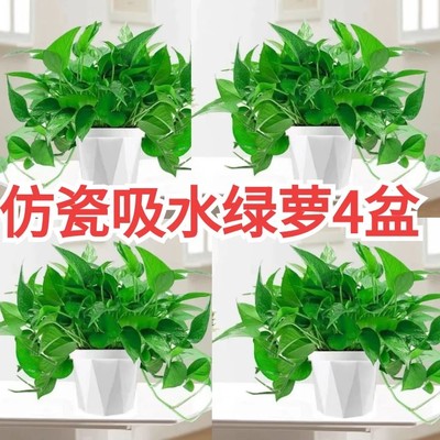 吸除办公室绿植物绿箩绿萝盆栽