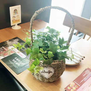 常春藤水培吊兰植物花卉常青藤吸除甲醛室内净化空气桌面小盆栽