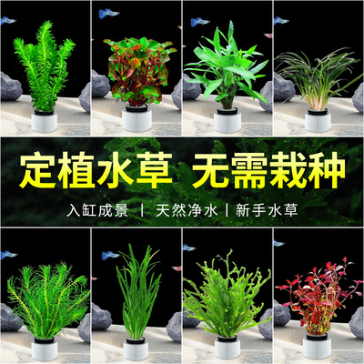 鱼缸懒人水草植物活体套餐