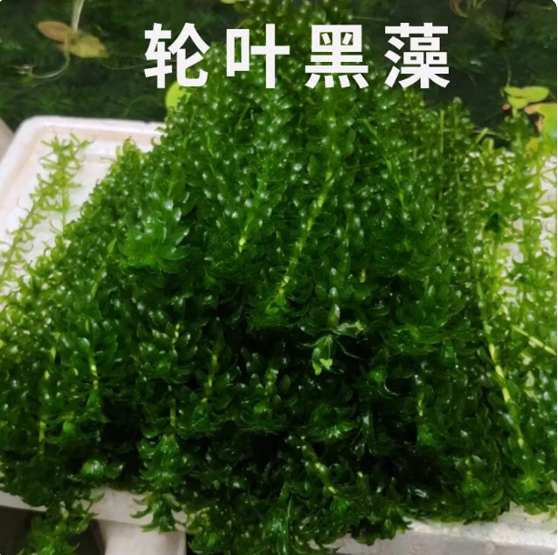 新鲜轮叶黑藻水草真植物鱼缸懒人净化水质池塘增氧学校做实验观察