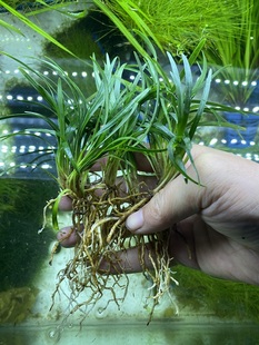 水草剑兰造景铁丝兰中前景鱼缸迷你小水草新手淡水植物水好养易活