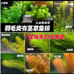 羽毛类水草合集绿菊/宝塔/绿羽毛/红绿松尾/蜈蚣草/红千层/
