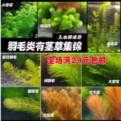 羽毛类水草合集绿菊/宝塔/绿羽