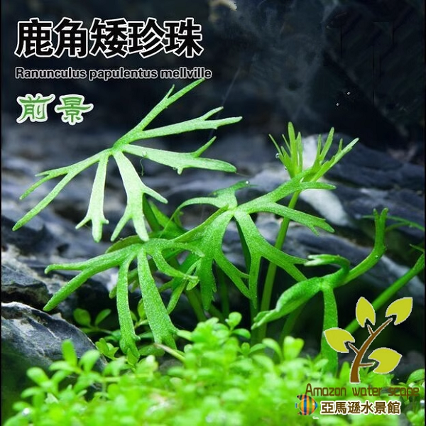 鹿角矮珍珠稀有水草淡水阴性活体新手好养无菌中前景观赏水草造景