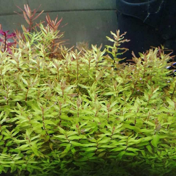 ada荷兰景绿蝴蝶水草青蝴蝶草鱼缸活体植物水草造景水下叶淡水