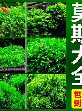 三角莫斯新手水草净化鱼缸阴性