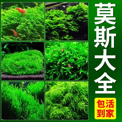 散装三角莫斯新手水草莫丝鱼缸淡水植物净化前景草坪铺底阴性慕斯