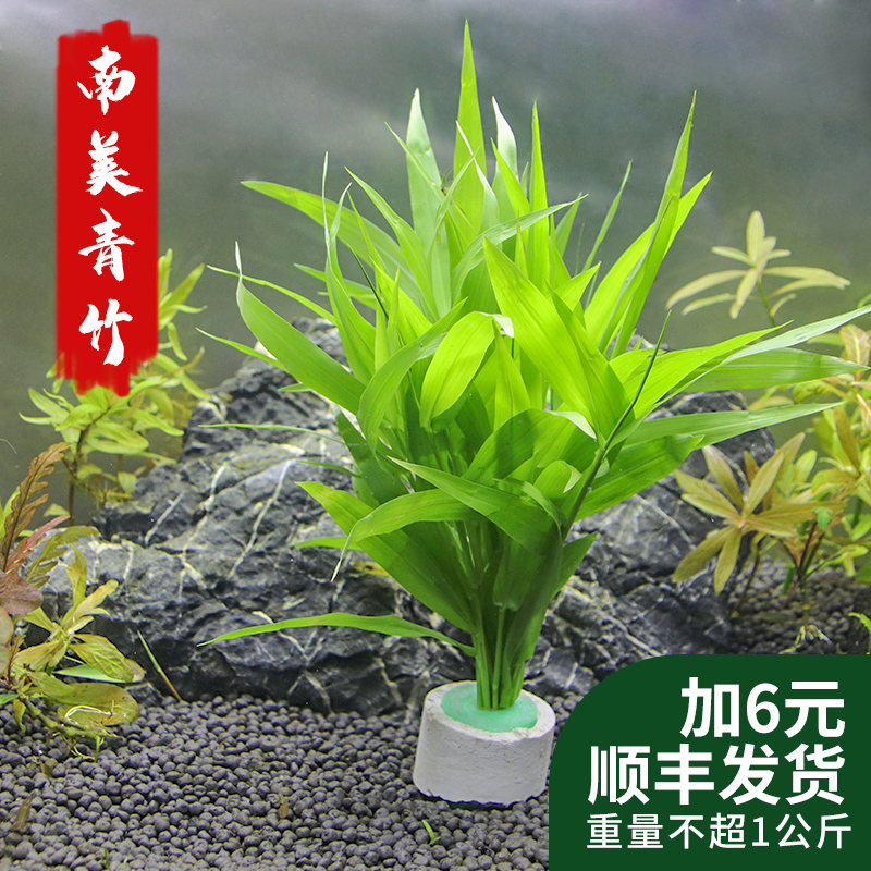 南美青竹水草活体淡水日本有茎类