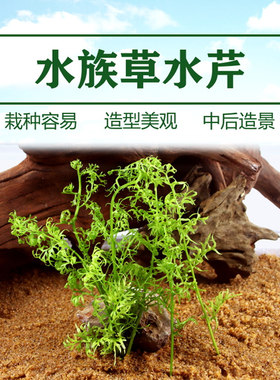 水草鱼缸造景雷龙活体植物长出