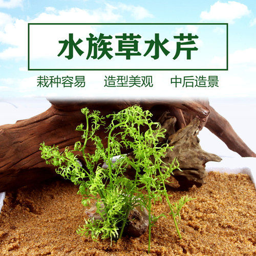 水草鱼缸造景雷龙活体植物长出
