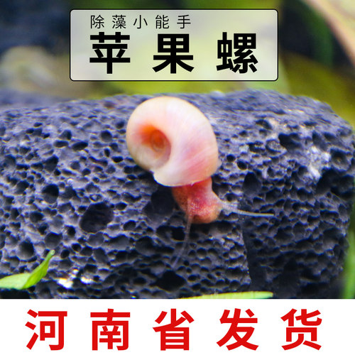 苹果螺观赏螺工具螺繁殖淡水除藻