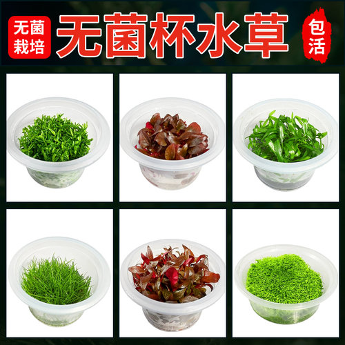 无菌杯水草造景鱼缸迷你日本