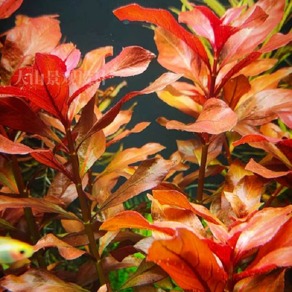 鲁宾叶底红鲁斌草房水下叶有茎