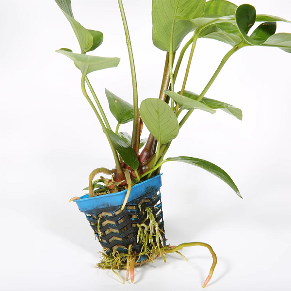 燕尾榕丹麦榕鱼缸造景水草植物真草水榕后景阴性好养活带底座