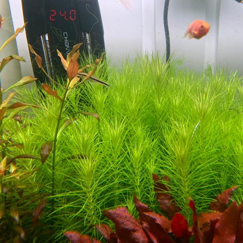 火花百叶水草淡水下叶阳性草