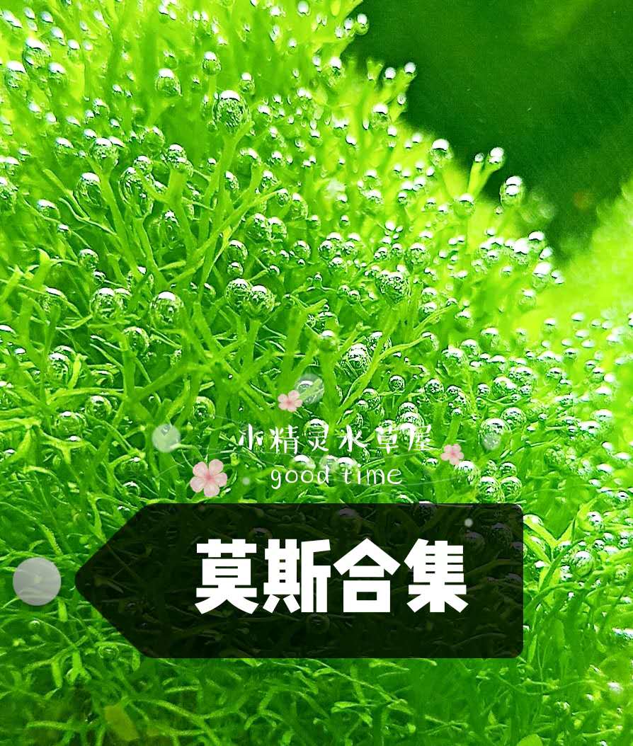 鱼缸沉木造景莫斯水草无需水草泥二氧化碳珊瑚美凤松茸鹿角苔水晶