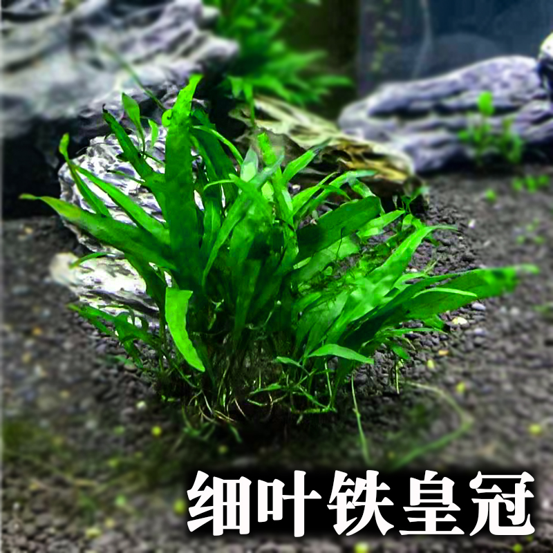 细叶铁皇冠水草淡水阴性懒人好养鱼缸水族箱沉木造景南美缸原生缸